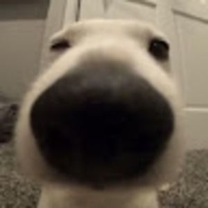 Meet your Posher, Aaron